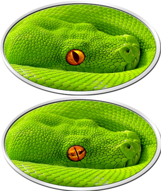 Final_niue GreenPython.jpg