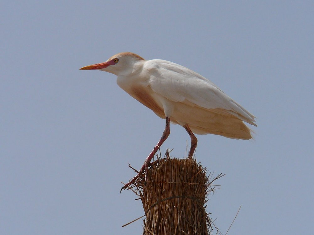 1280px-Bubulcus_ibis_0011.jpg