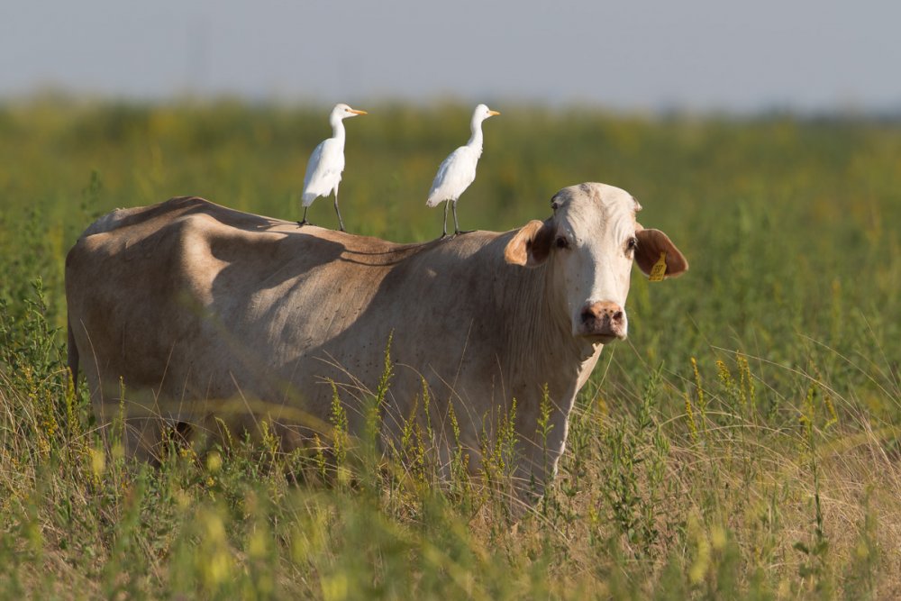 Cattle Egret 0031.jpg