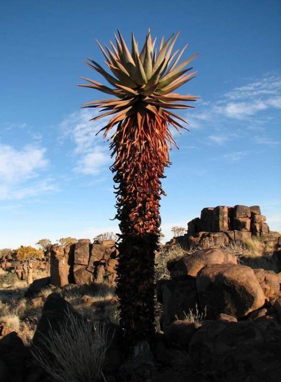 aloe-littoralis.jpg