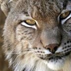 Lince Web