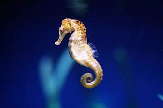 SeahorseHippocampus.jpg.aa76f8554faa8b3c1f6f860ce919f1f7.jpg