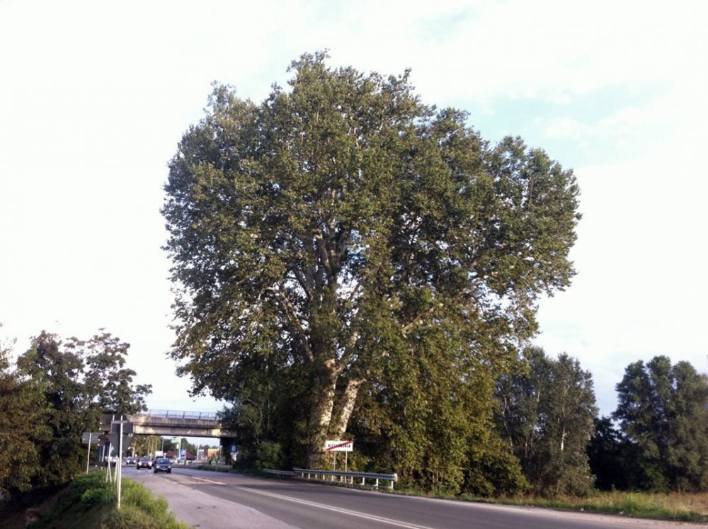 34220_albero-di-napoleone.jpg