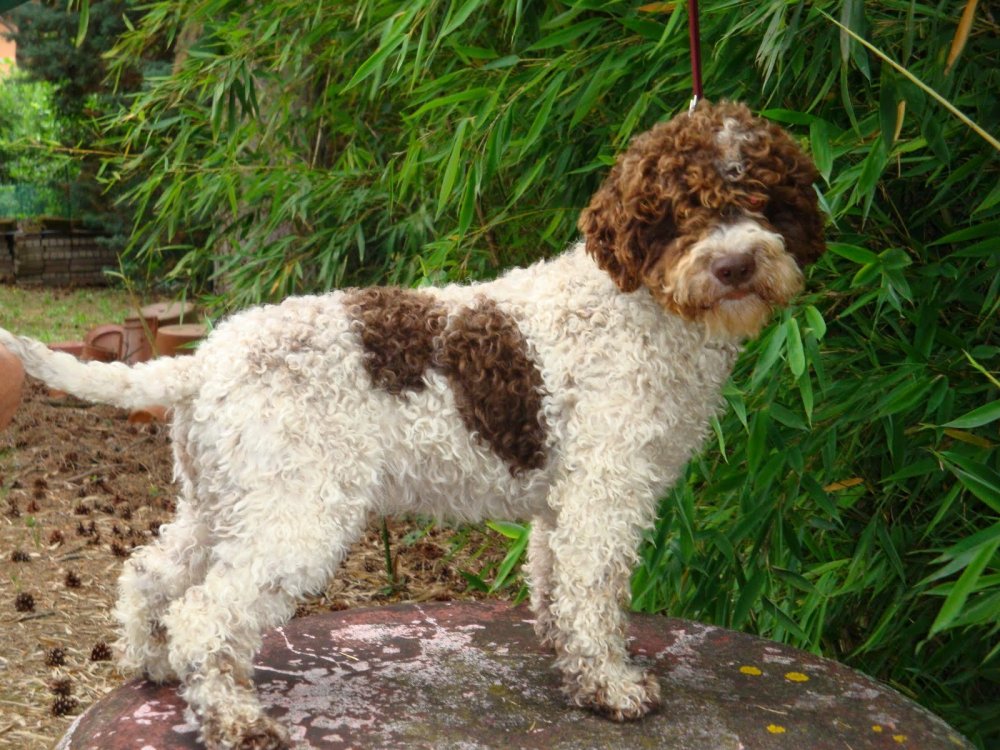 lagotto-romagnolo (1).jpg