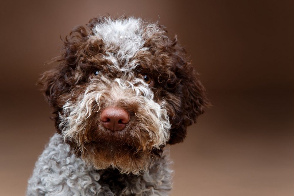 lagotto-romagnolo.jpg