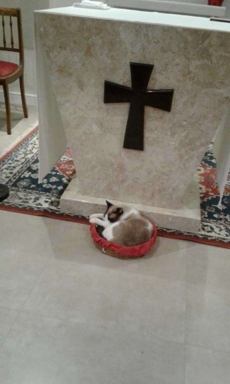 gatto-randagio-va-in-chiesa.jpg