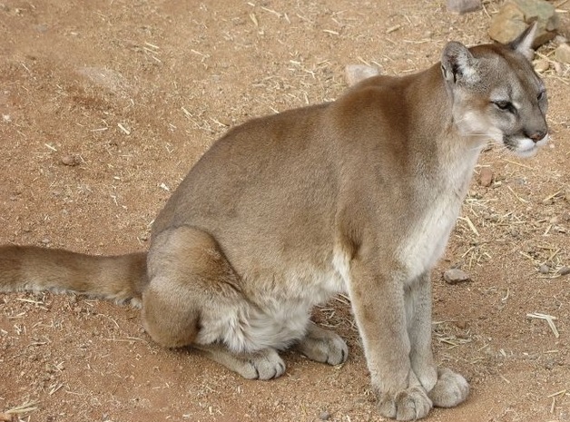 puma.jpg.1b70c29b13b61a2b48c934b237e99dbf.jpg