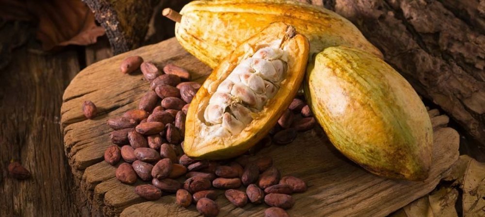 semi-cacao-1080x483.jpg